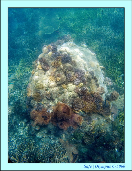 2006 - 07 - Perhentian - Plongee 170